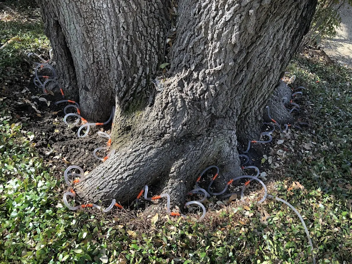Detailed Tree Cabling and Bracing job site in Swedesboro
