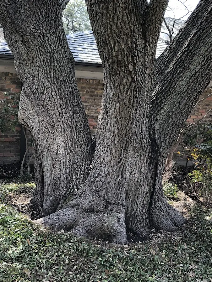 Mature heritage tree close to a Swedesboro property cared for by certified arborists